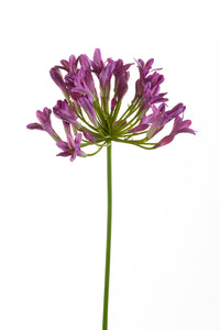 Agapanthus artificiale - 1 stelo - viola