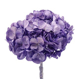 Preserved hydrangea - 1 head - Lavender