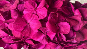 Hortensia stabilisé Kiara- 1 tête -  Magenta purple