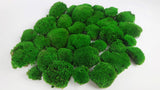 Preserved Ball moss - box - Green