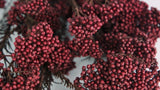 Diosmi konserviert - 1 Strauß - Berry - Si-nature